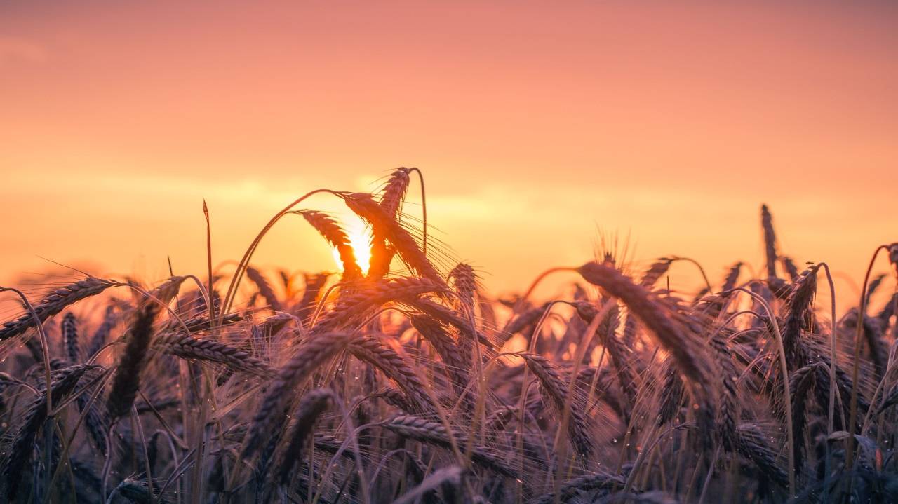 The session witnessed IBT Director C.V. Sameer Kumar shedding light on the hands-on experience on crop improvement. (Picture Courtesy: Pexels)