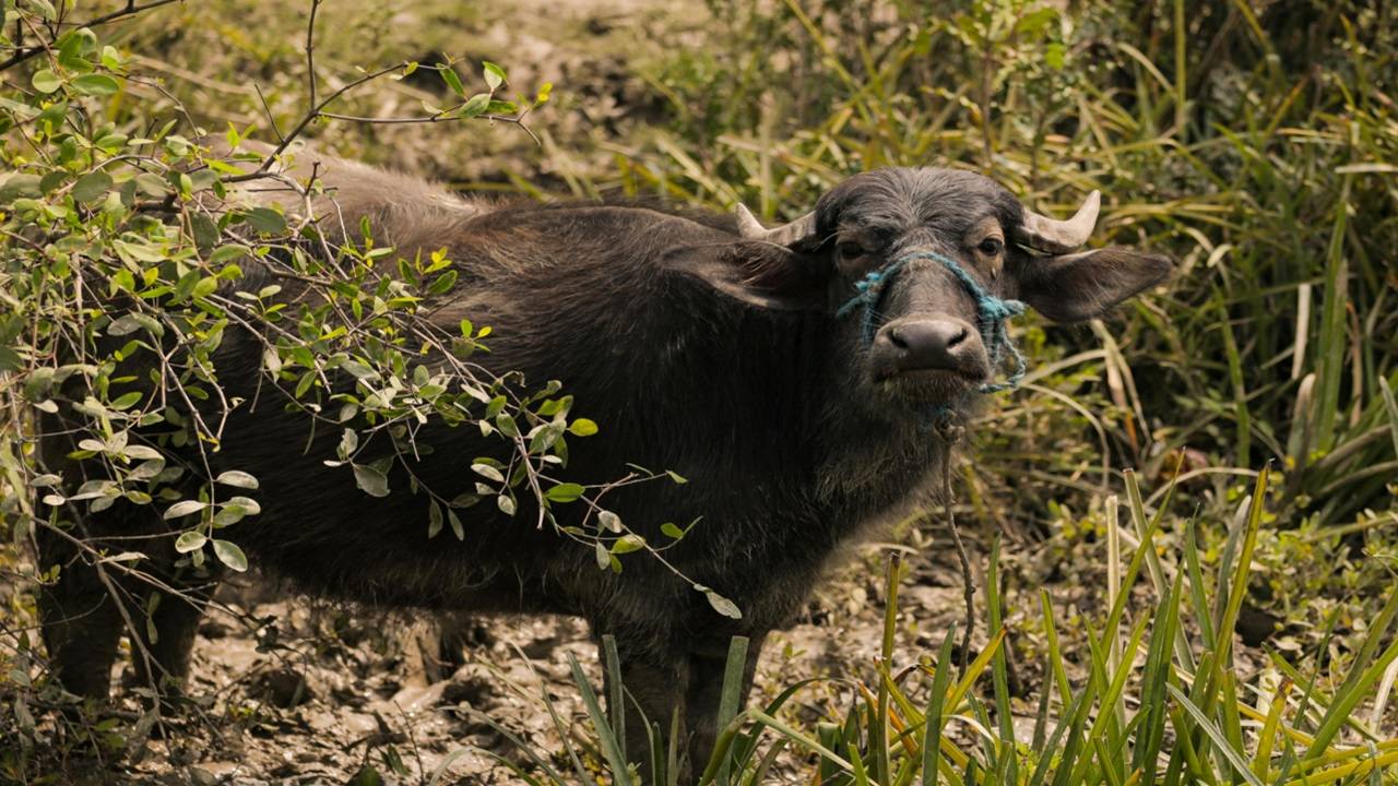 The scammer emphasised to Sunil Kumar that the buffalo is pedigree and yields 18 litres of milk per day. (Picture Courtesy: Pexels)