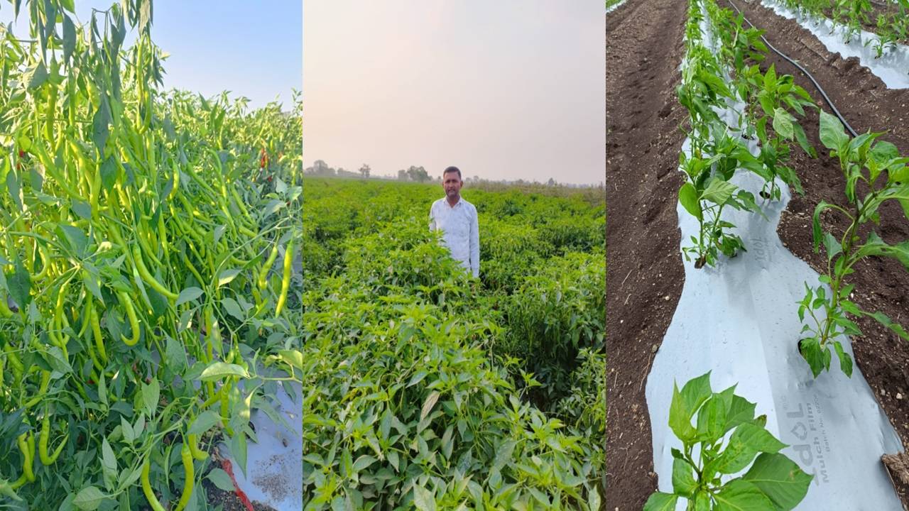 Dharmesh Bhai Mathukiya cultivates varieties of chillies such as Kashmiri Dabbi and processes it into powder, strategically entering the market himself.