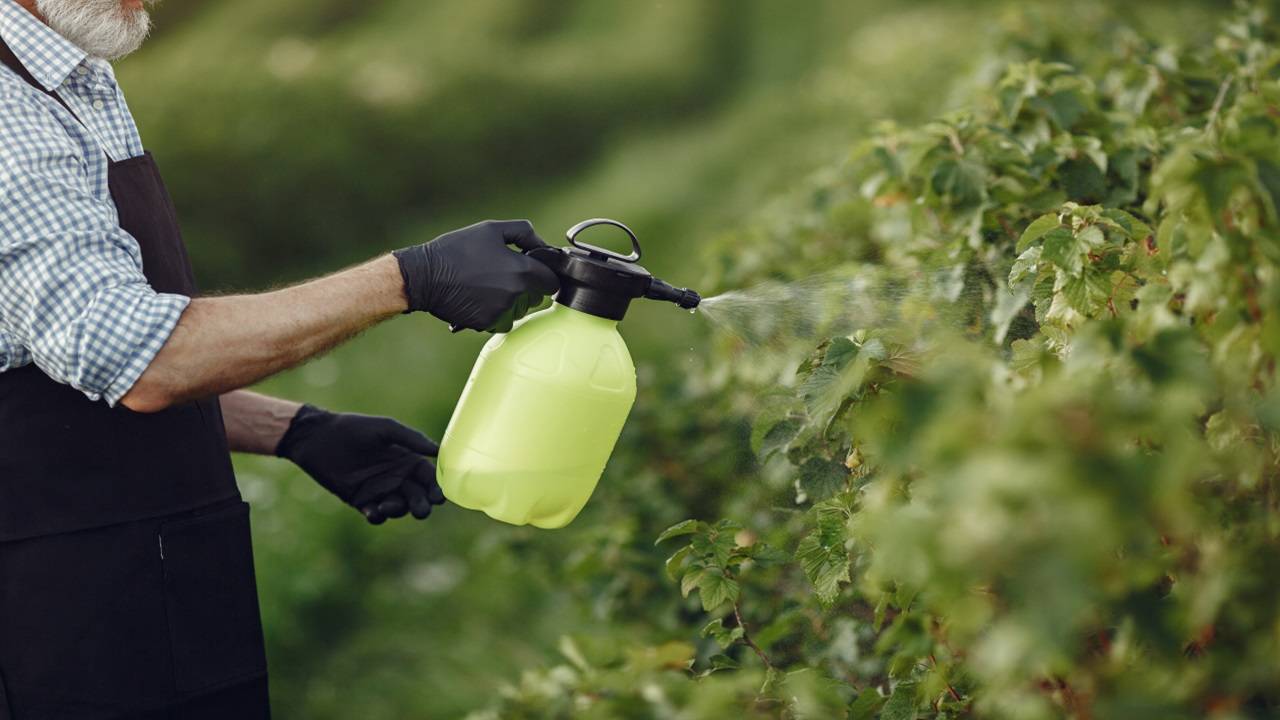 The 'plant-wearable' sensor developed by Brazilian researchers is crafted from cellulose acetate, a plant-derived material. (Picture Courtesy: Pexels)