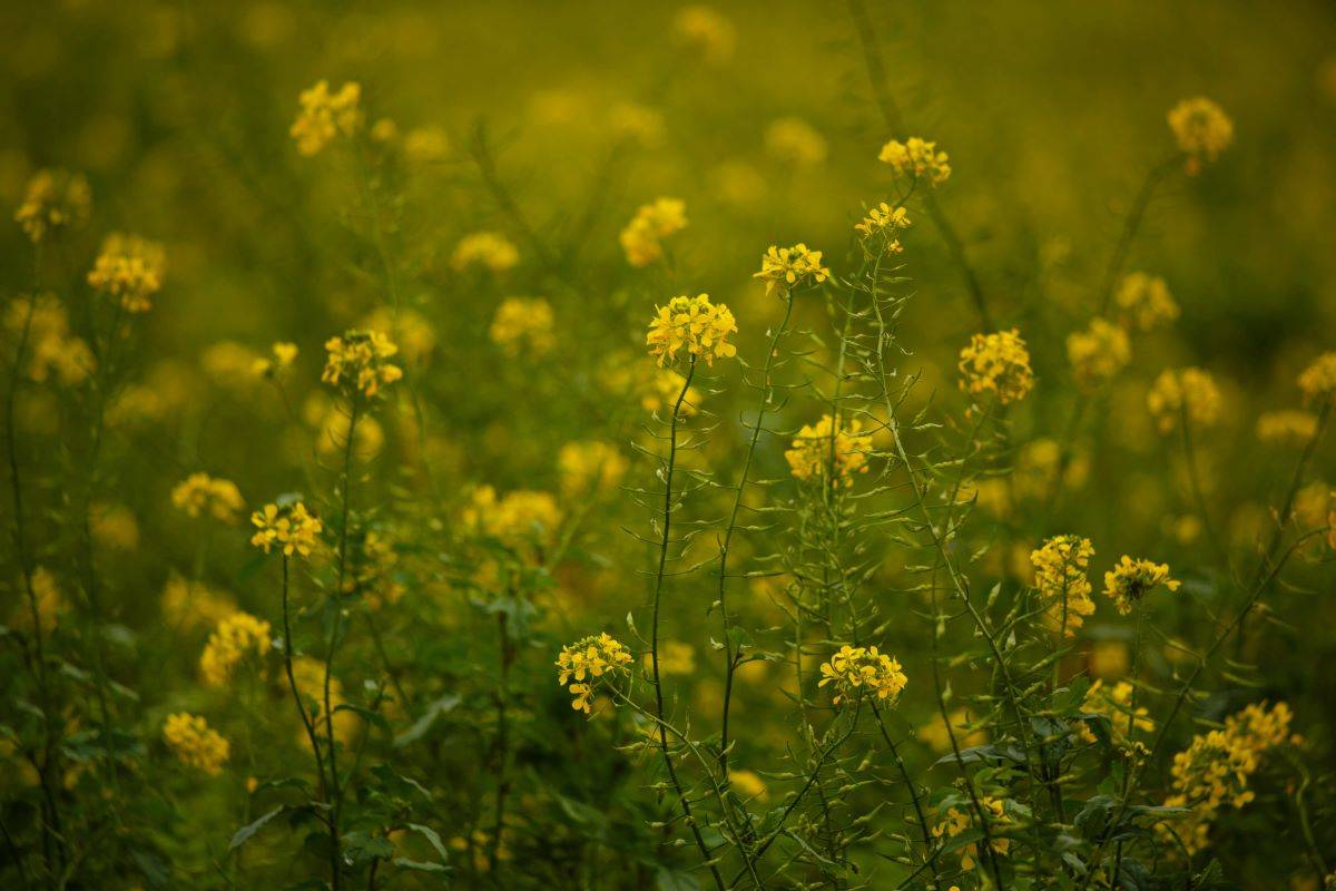 Mustard Crop Acreage Sees 5% Increase in Rabi Season 2023-24 (Photo Source: Pexels)