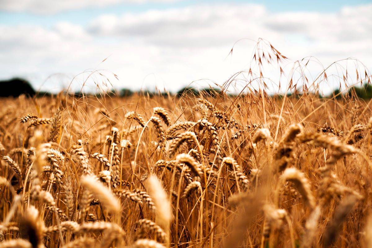 Wheat Yield Expected to Increase as Northern States Due to Favorable Weather (Photo Source: Pexels)