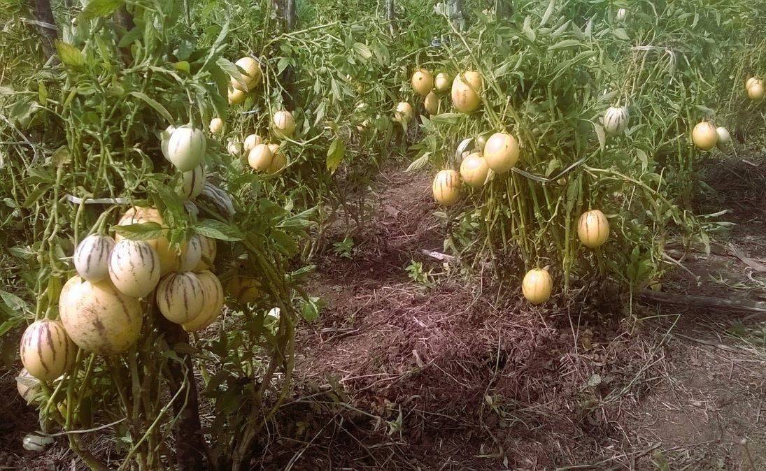 Pepino Melon Cultivation: Know About the Foreign Fruit Revolutionizing Agriculture in Kanthalloor (Photo Source: Pepino FRUIT KENYA /fb)