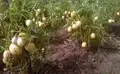 Pepino Melon Cultivation: Know About the Foreign Fruit Revolutionizing Agriculture in Kanthalloor