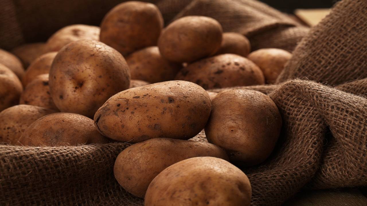 Understanding the ideal timing for various stages of potato cultivation is paramount to maximise profits. (Picture Courtesy: Freepik)