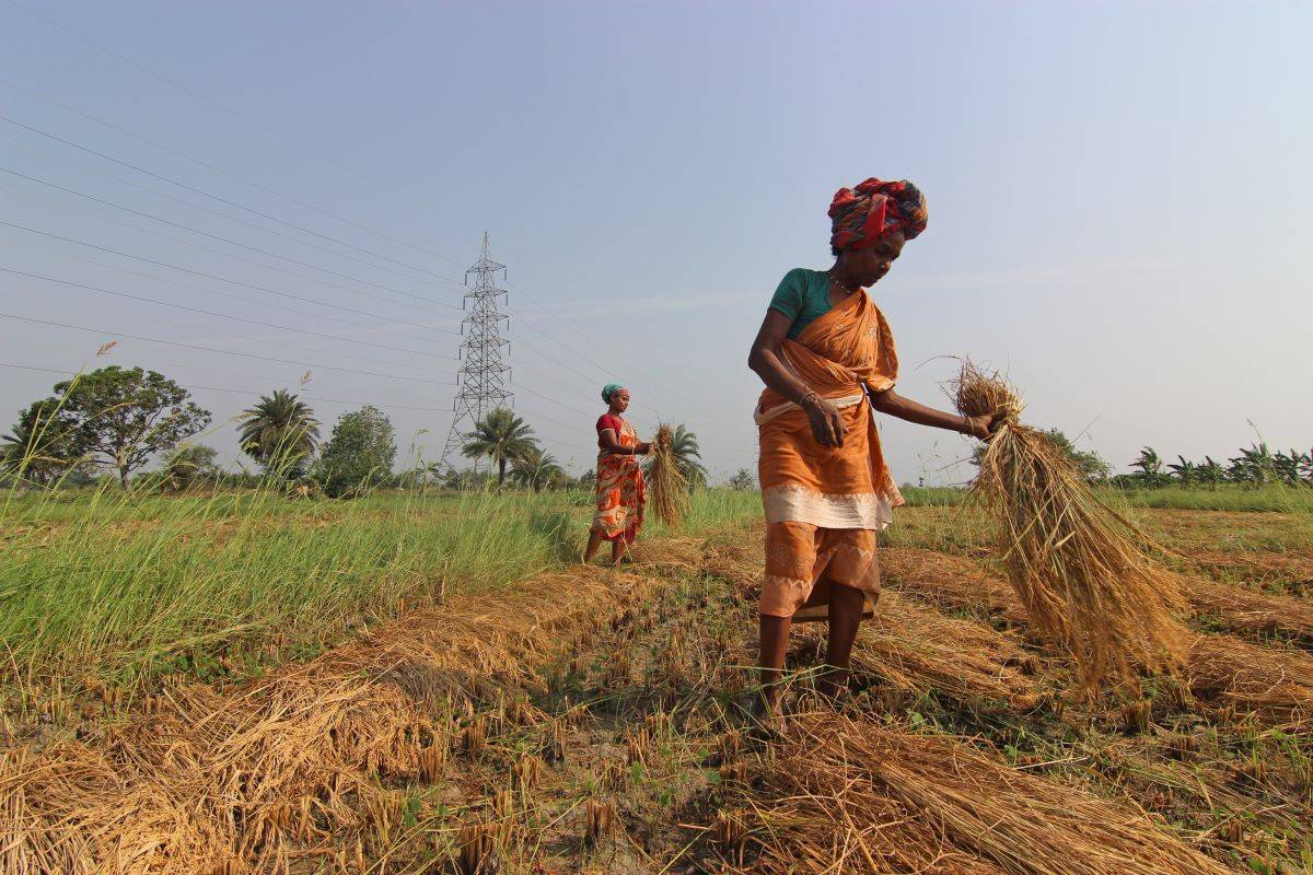 PM-Kisan Scheme Witnesses 14% Dip in Beneficiaries, Registering 9.21 Crore in 2023-24 (Representational Photo: Pexels)