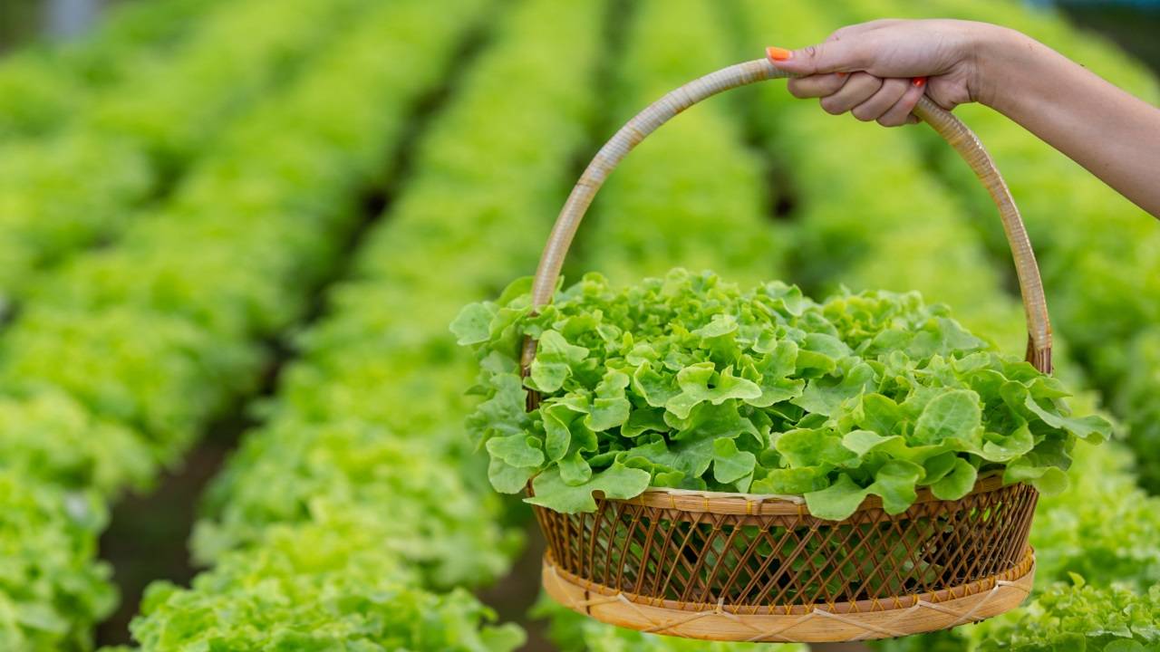 Implemented by more than 10,000 farmers across states, the Silicon Application Protocol has emerged as a game-changer in organic farming. (Representational Image, Picture Courtesy:Freepik)