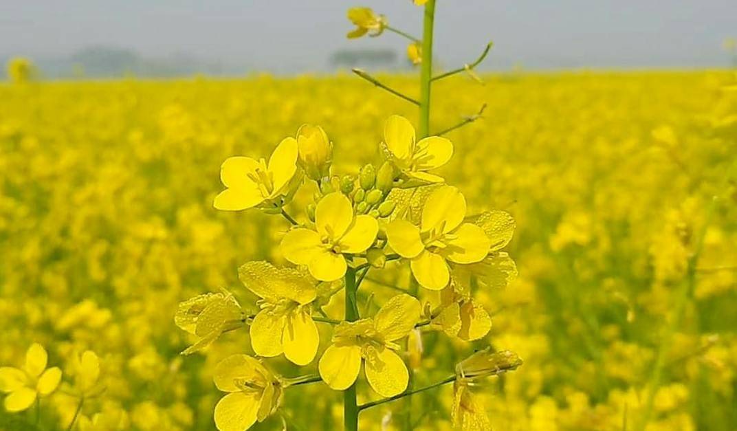 Govt Initiates Direct Purchase of Mustard at MSP to Stabilize Market Amid Price Decline (Photo Source: Pexels)