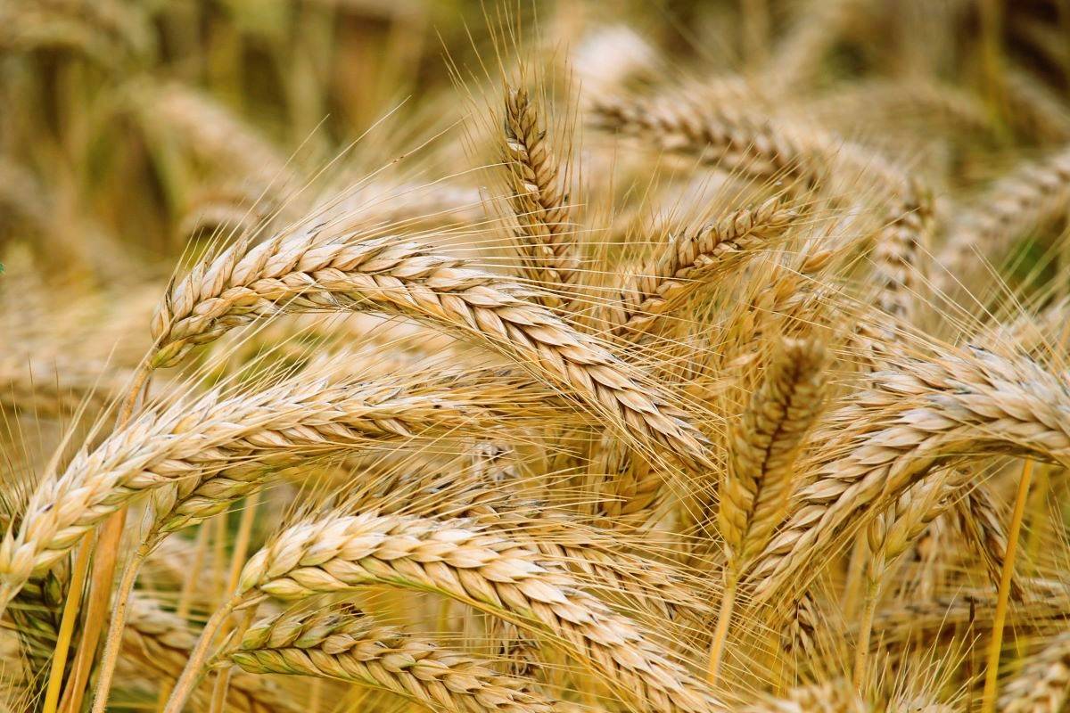 Government Revises Wheat Stock Limits to Safeguard Food Security and Curb Speculation (Photo Source: Pexels)