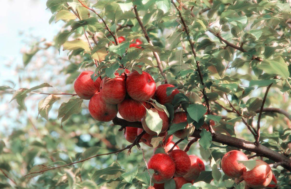 Illegal Transportation of Apple Saplings Raises Concerns in Himachal Pradesh (Photo Source: Pexels)