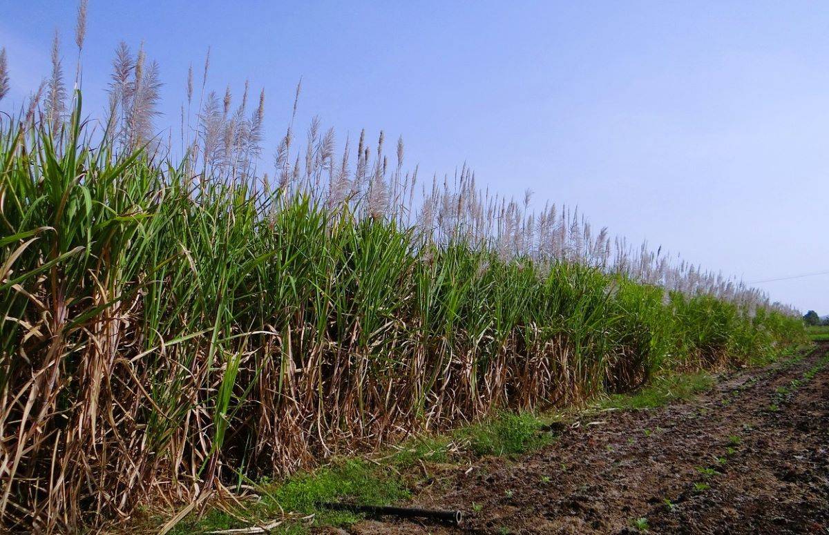 Government Allocates Rs 15,948 Crore to Sugar Mills to Clear Sugarcane Price Dues (Photo Source: Pixabay)