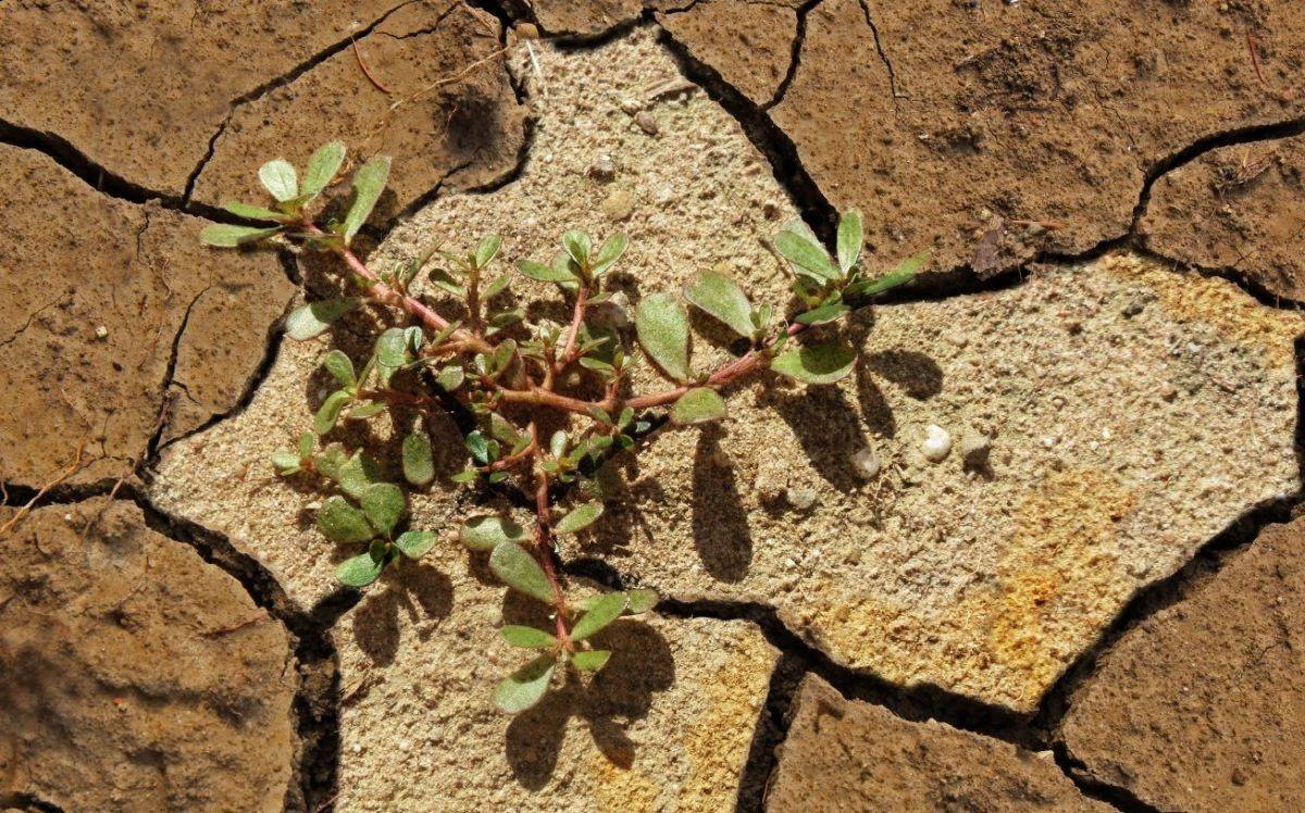 CSSRI Report Reveals Terrifying Increase of Salt-Affected Soils Menacing India's Agriculture (Photo Source: FAO)