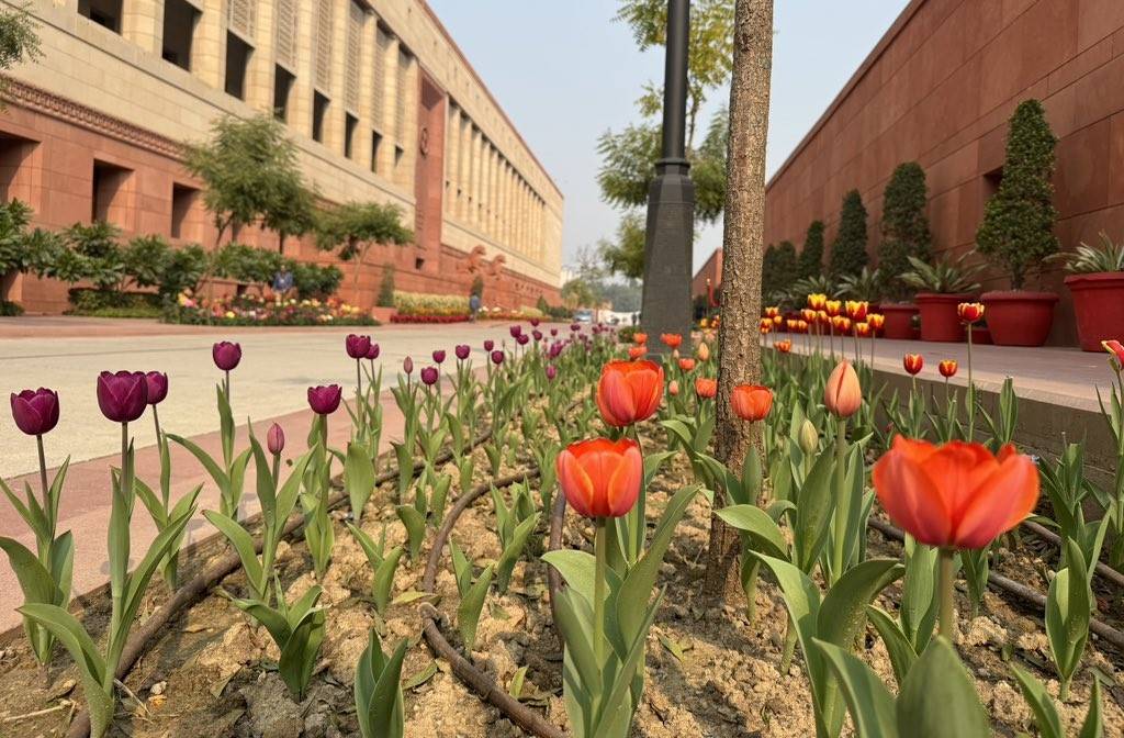 Tulip Festival Blooms in New Delhi, Painting Capital with Vibrant Colors (Photo Source: @hrawat19/X)