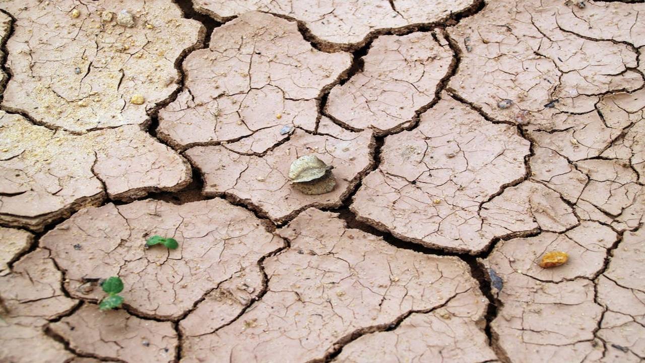 The workshop aims to empower farmers with innovative strategies amidst challenging environmental conditions. ( Representational Image, Courtesy: Pexels)