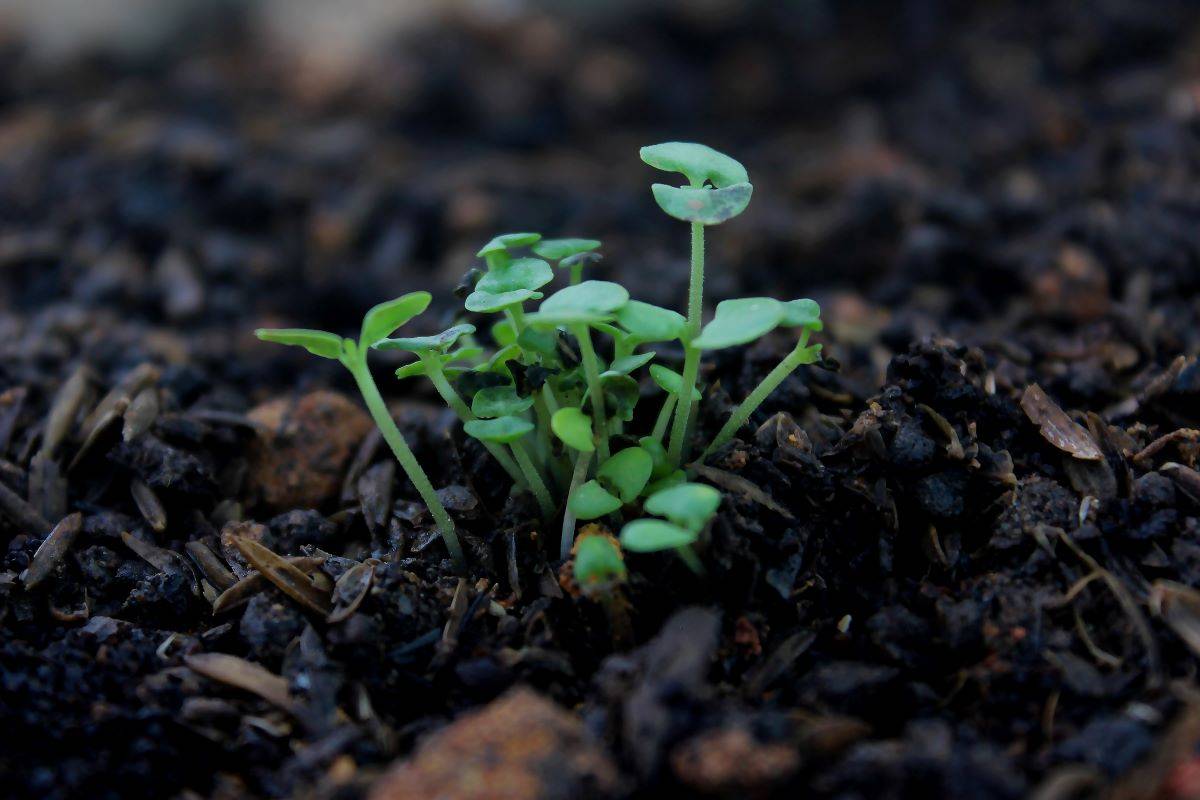 How Soil-Enriching Pulses Could Revolutionize Sustainable Agriculture (Photo Source: Pexels)