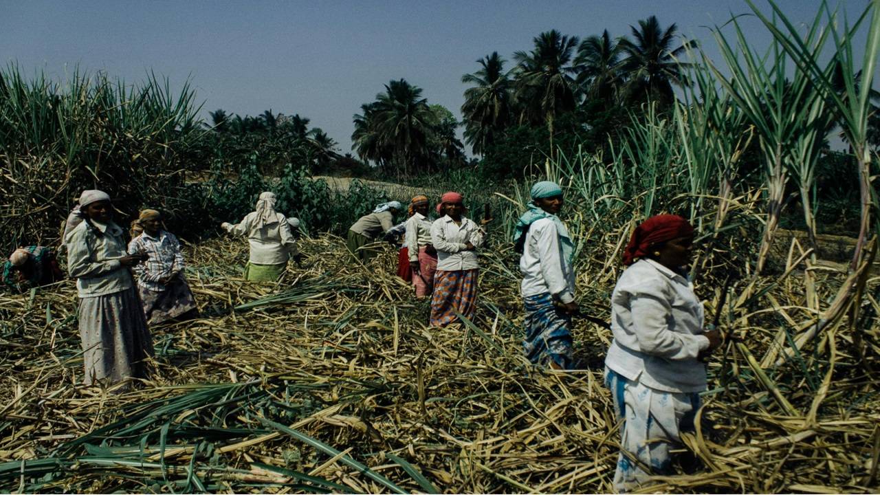 The decline in sugar prices can be attributed to expectations of robust supply from Brazil to India and neighboring Asian countries. (Representational Image, Courtesy: Pexels)