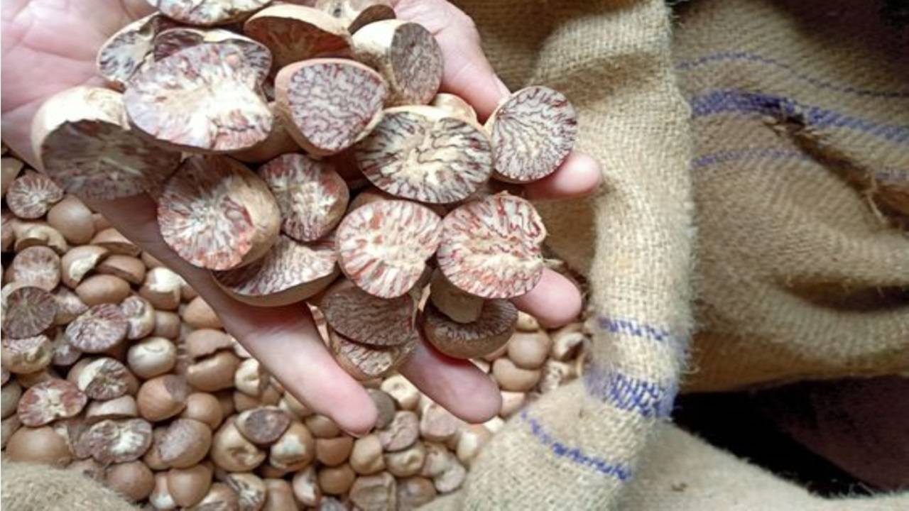 Areca nut, often referred to as betel nut or Supari, holds profound cultural, social, and economic significance in India. (Representational Image, Courtesy: Pinterest)