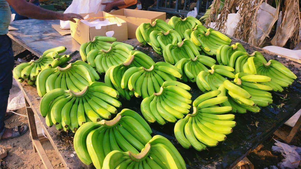 APEDA Facilitates Landmark Banana Export to Russia via Sea Route (Photo Source: @APEDADOC/X)