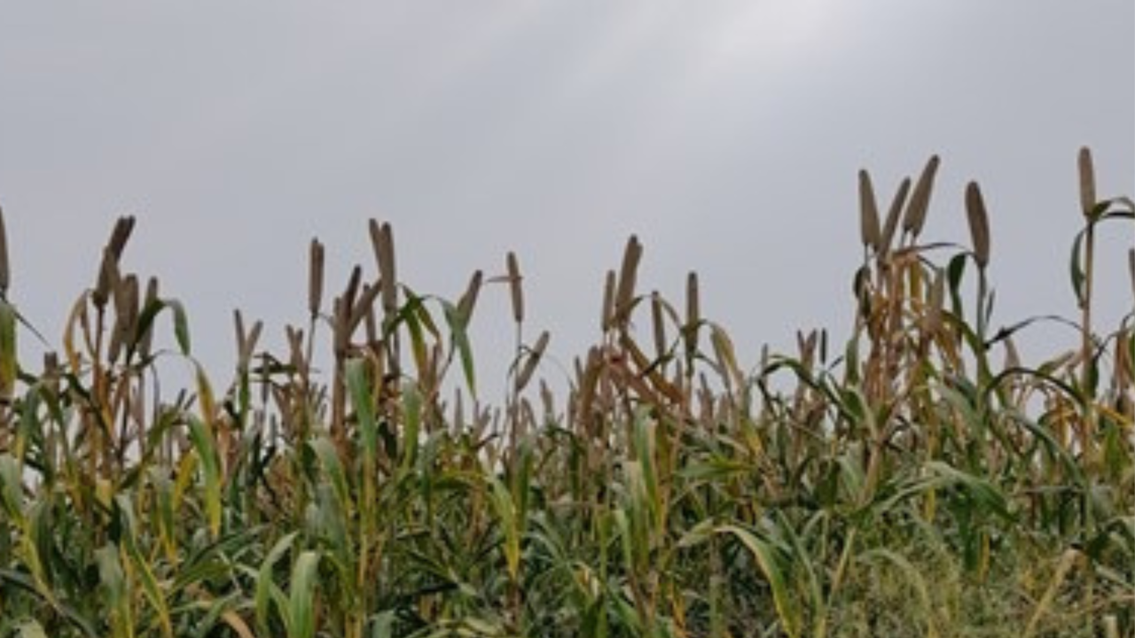 Pearl Millets (Photo Source: Dharmendra Singh)