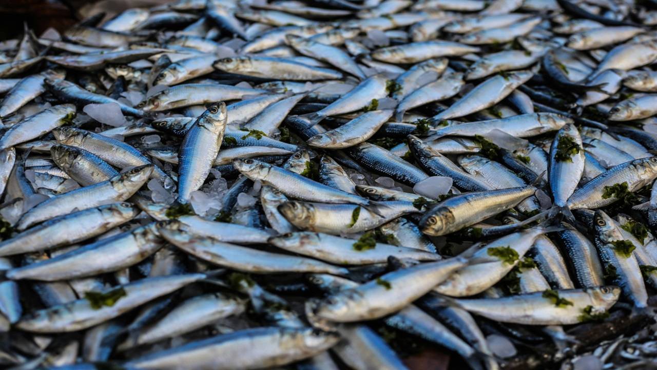 Trout hatcheries serve as specialized facilities dedicated to the breeding, hatching, and rearing of trout fish until they are mature enough for stocking in natural water bodies. (Representational Image, Courtesy: Pexels)