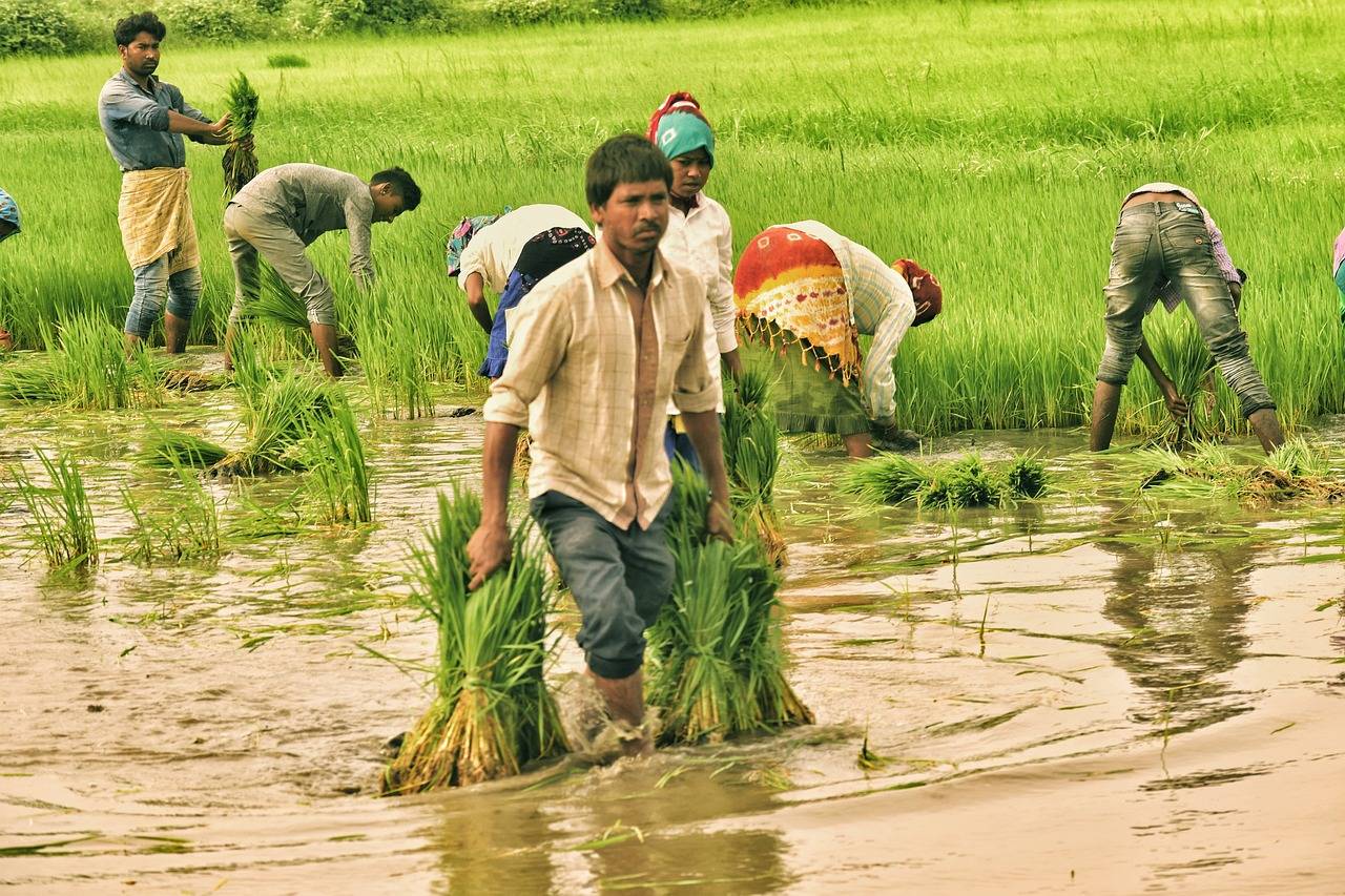 Uttar Pradesh Government Allocates Rs 11,200 Crore for Paddy Procurement (Photo Source: Pixabay)