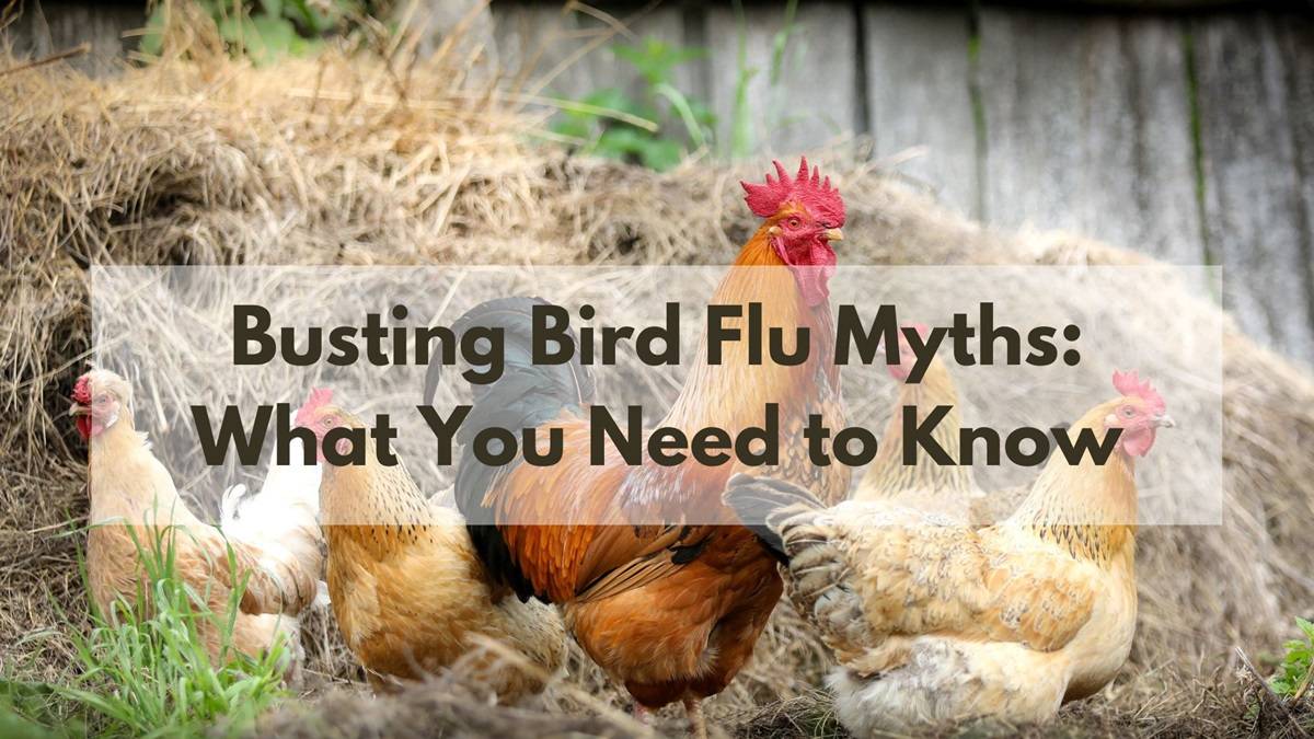 Busting Bird Flu Myths: What You Need to Know