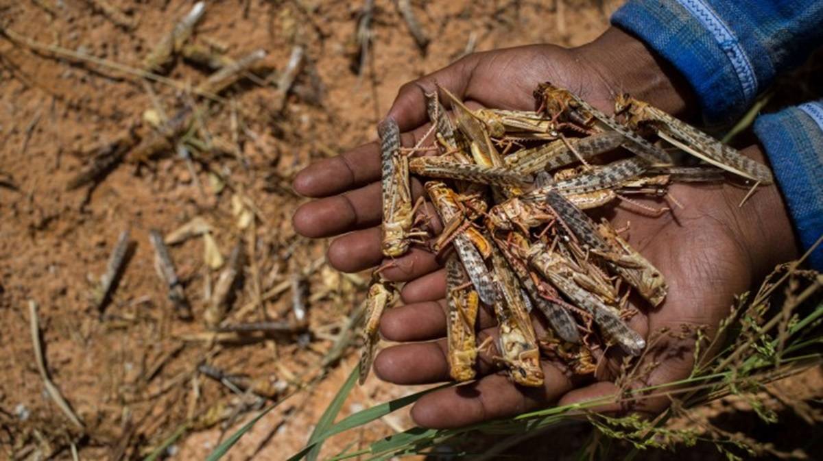 Climate Change Reflects Increase in Locust Outbreaks; Threatens Global Food Security: Study Reveals (Photo Source: ICRC)