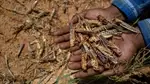 Climate Change Reflects Increase in Locust Outbreaks; Threatens Global Food Security: Study Reveals 