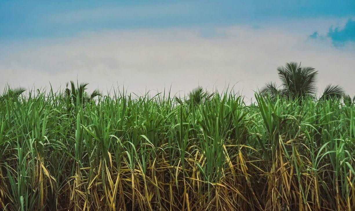 Govt Approves Rs 25 Hike in Sugarcane FRP Amid Ongoing Farmers' Protest (Photo Source: Pexels)