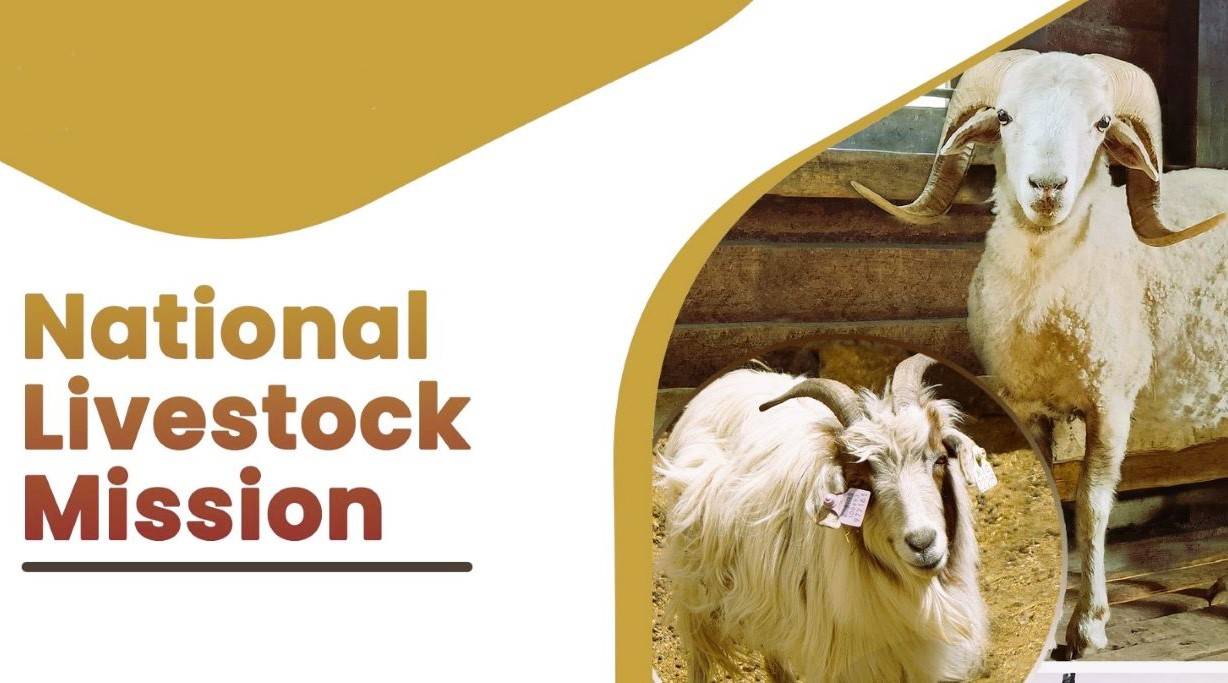 National Livestock Mission: A Comprehensive Overview with Recent Cabinet Approvals (Photo Source: @Dept_of_AHD)