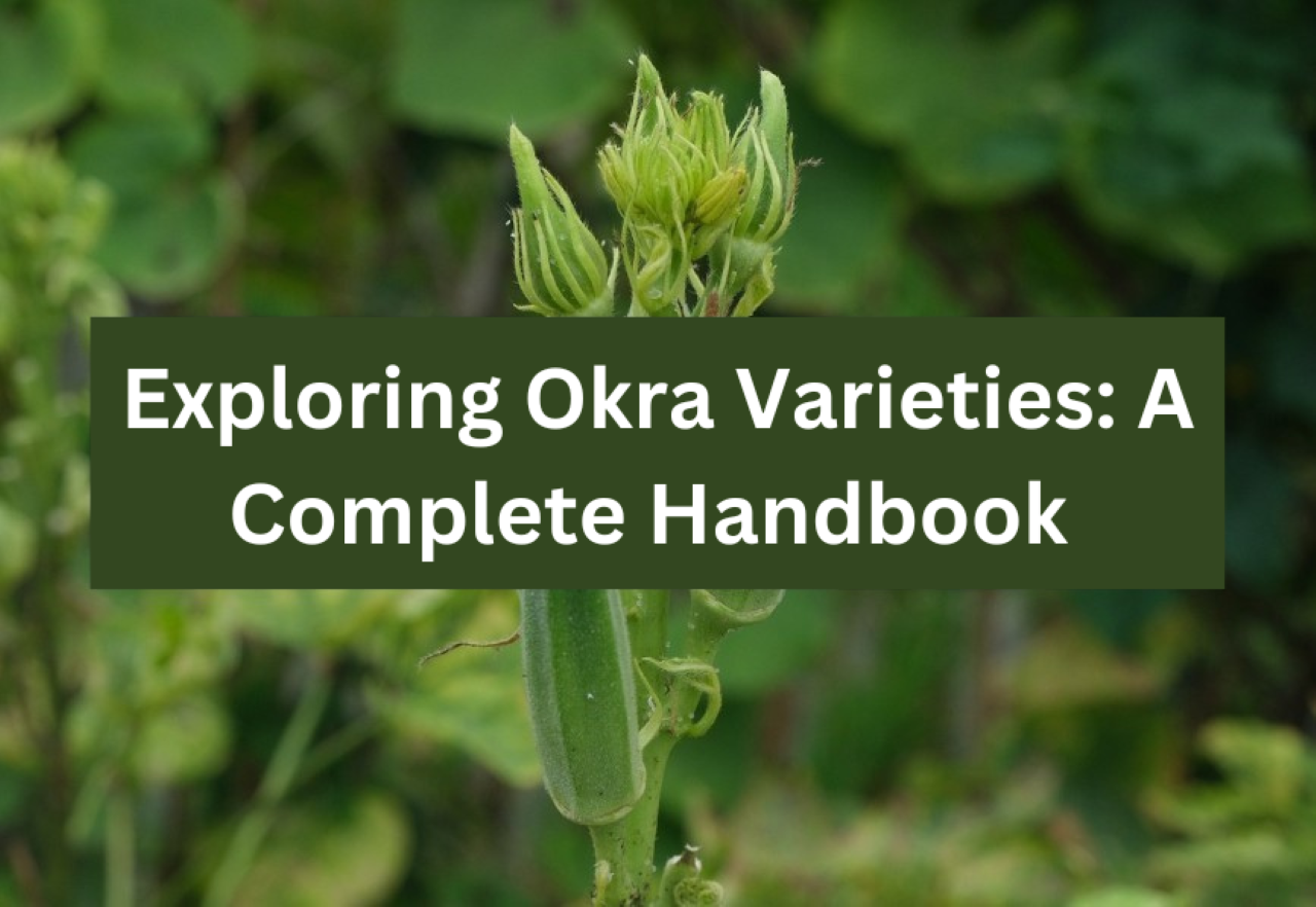 Varieties of Okra: A Comprehensive Guide to Cultivating Diversity and ...