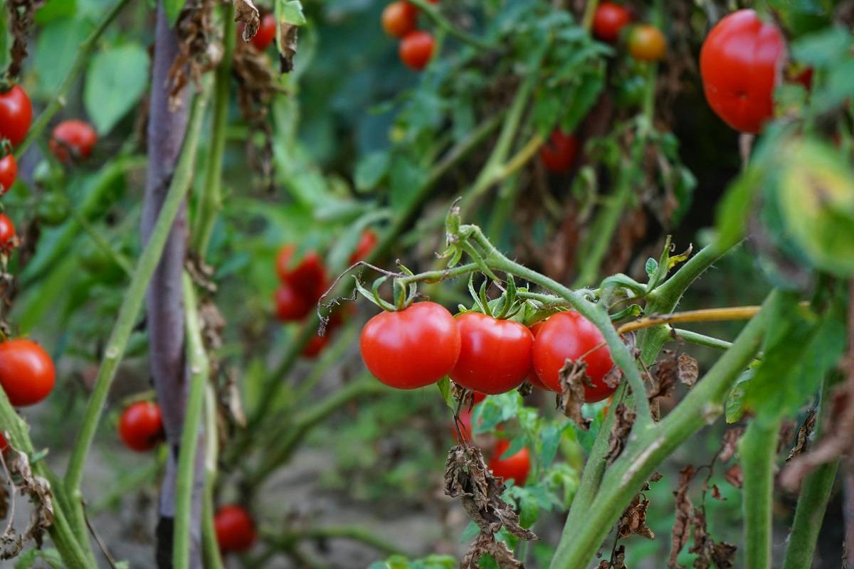 Don’t Let Spoil Your Bounty! Grow Fresh Cherry Tomatoes With This Ultimate Guide Pests (Photo Source: Pexels)