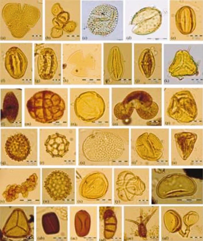 Palynoassemblages recovered from the surface soil samples from the Kaziranga National Park (Photo Source: PIB)