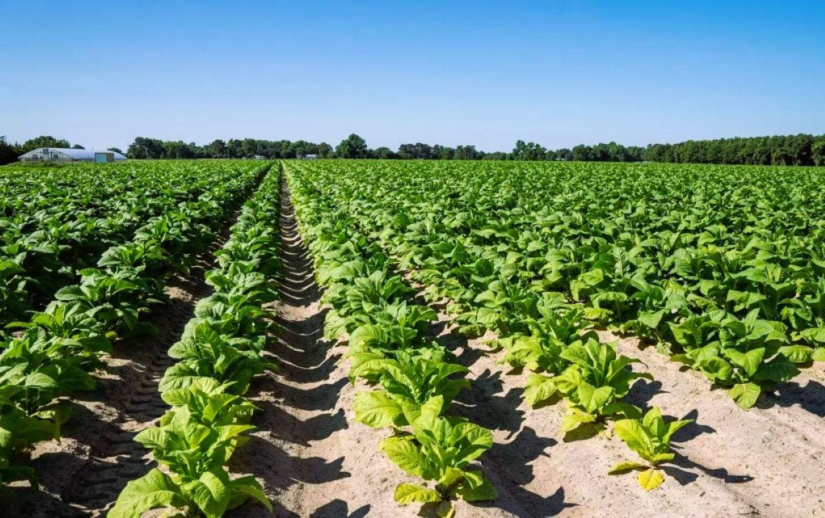 Govt Approves Interest-Free Loan to FCV Tobacco Farmers (Photo Source: Pexels)