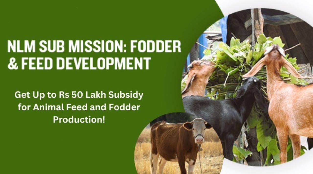 Govt Offers Subsidy of Up to Rs 50 Lakh for Entrepreneurs Engaged in Animal Feed and Fodder Production (Photo Source: dahd.nic.in/Fb)