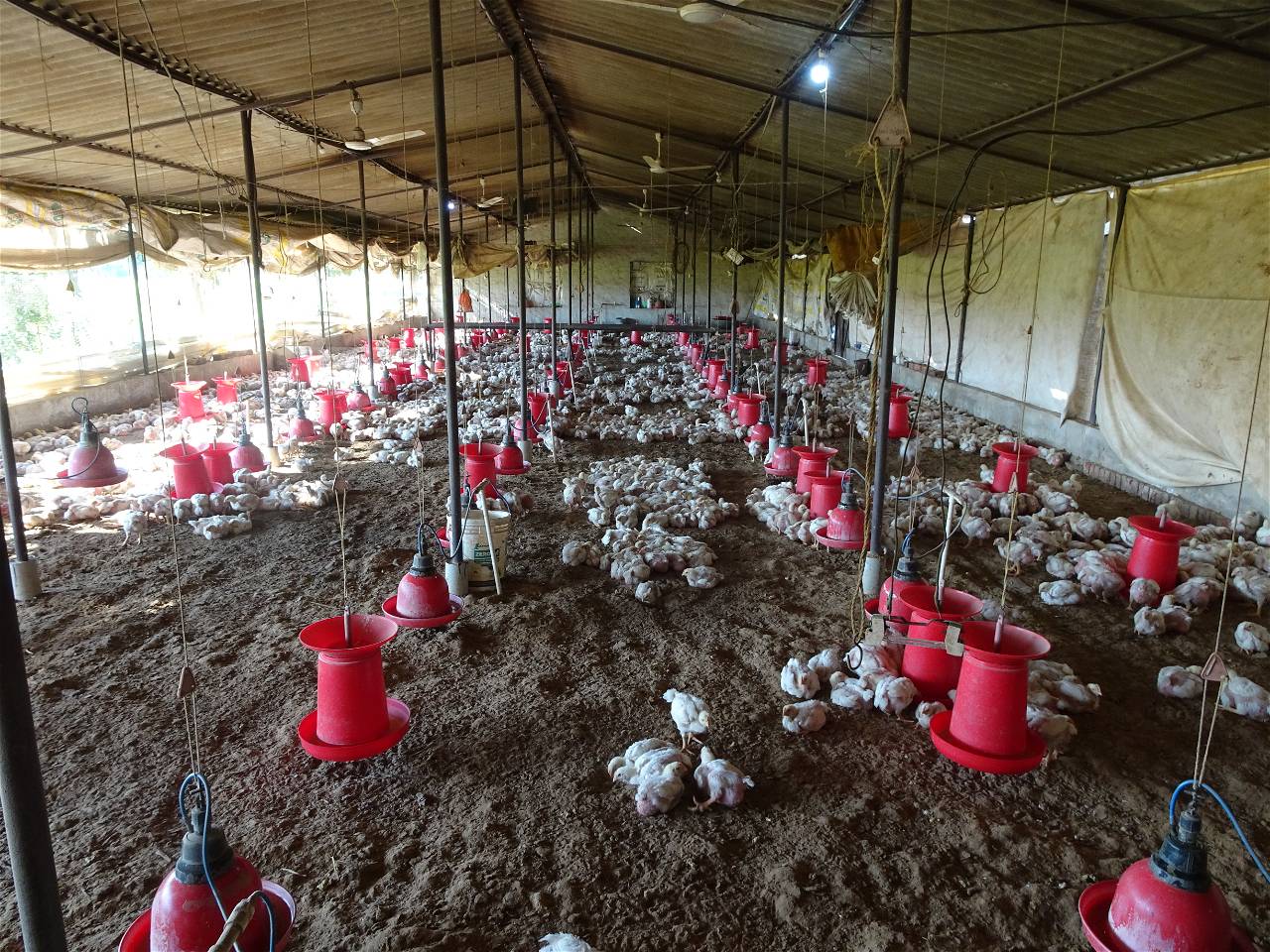 Poultry farming (Photo Source: Authors)