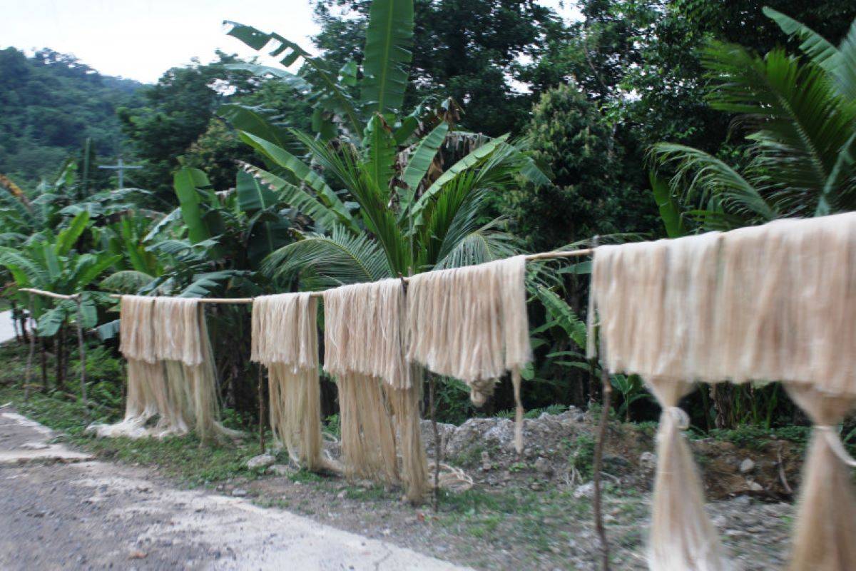 IASST Researchers Develop Eco-Friendly Wound Dressing from Banana Fibers (Photo Courtesy: Sustainable Fashion Collective)