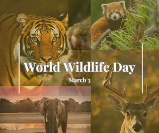 Quiz on World Wildlife Day