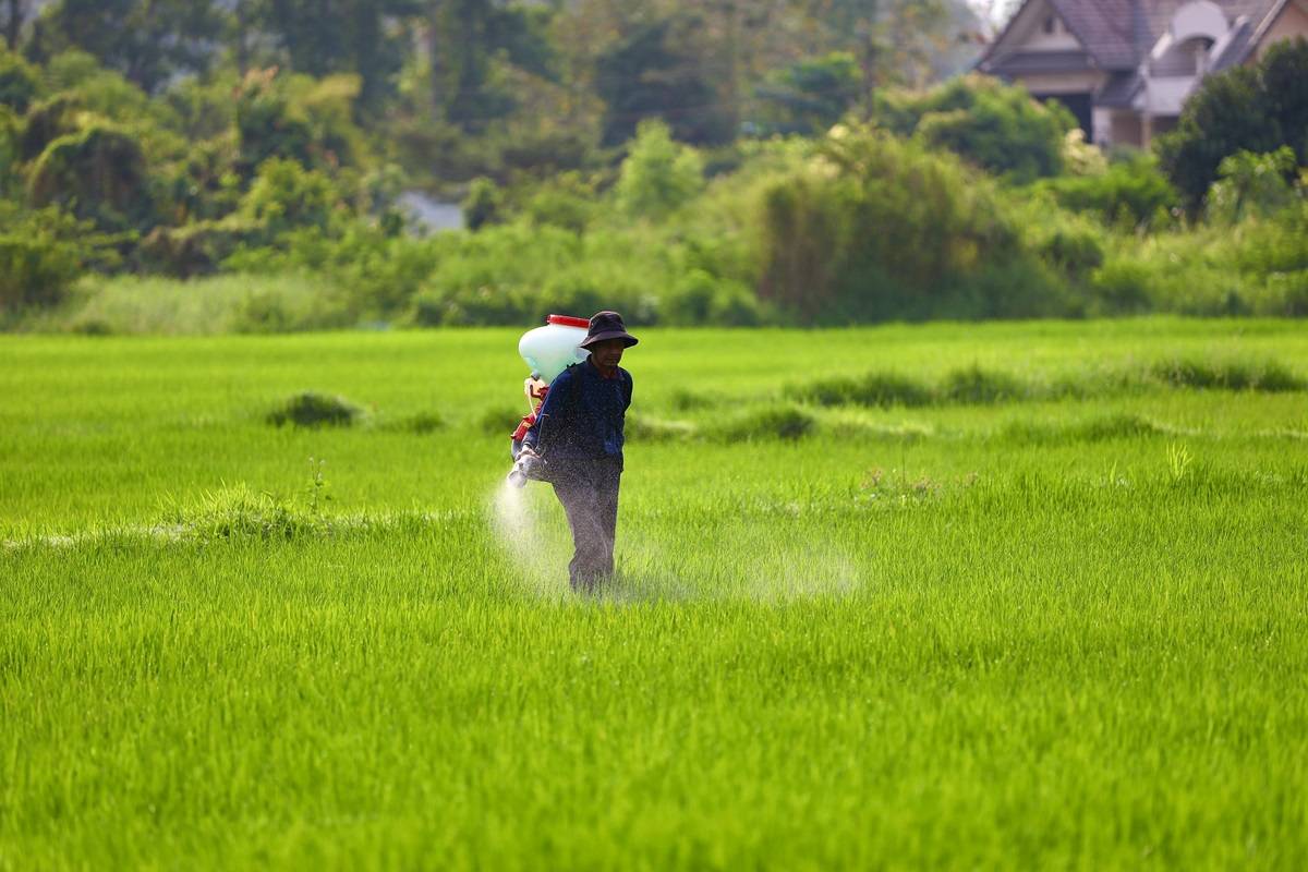 Conventional vs Nano Urea; Which is Healthier for Your Farm? (Photo Source: Pexels)