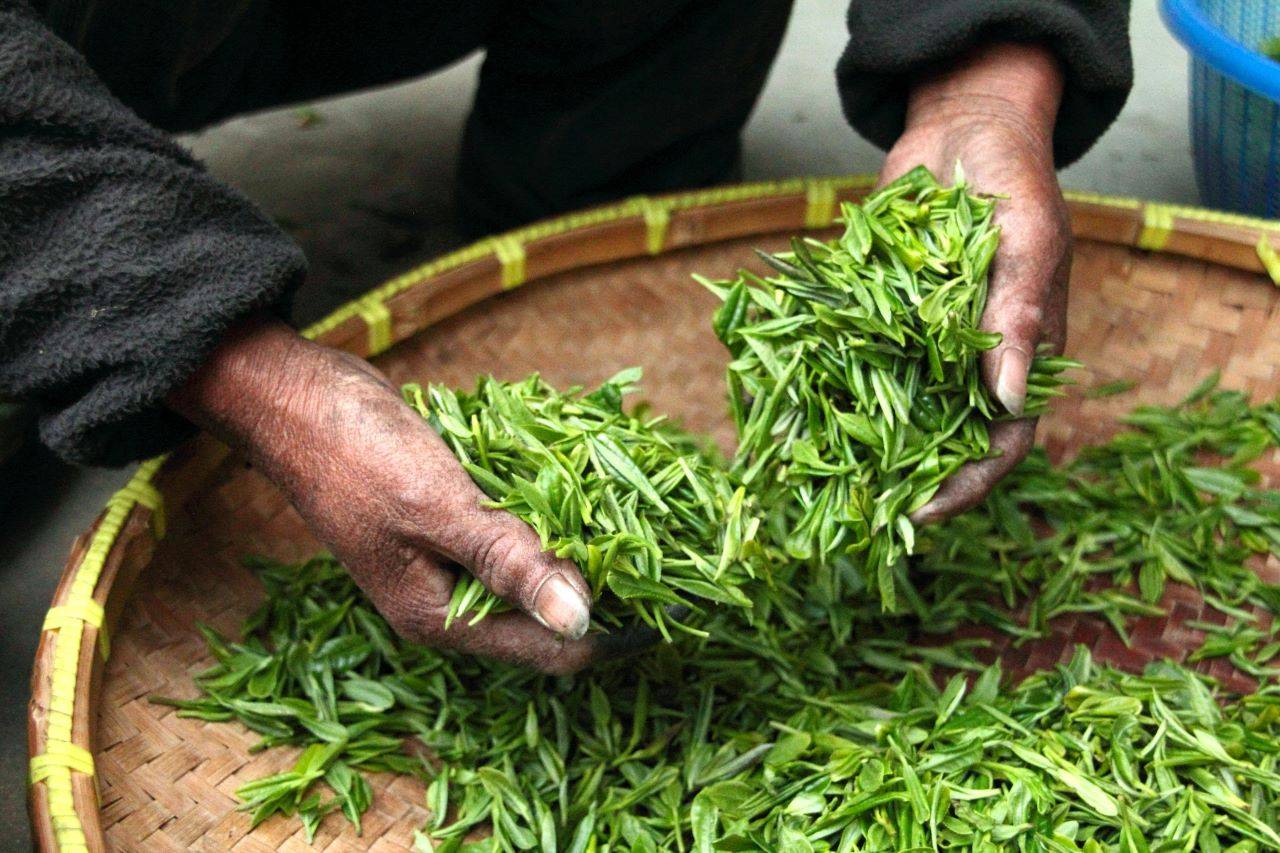 Tea Sector's Financial Assistance Soars by 82% Under Tea Development & Promotion Scheme