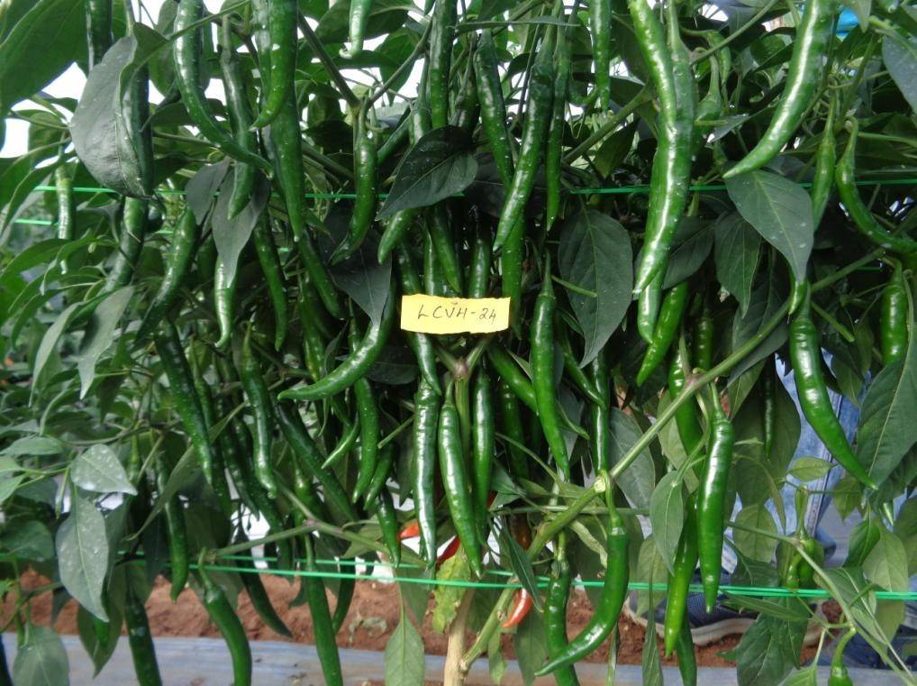 Arka Nihira Chilli Variety