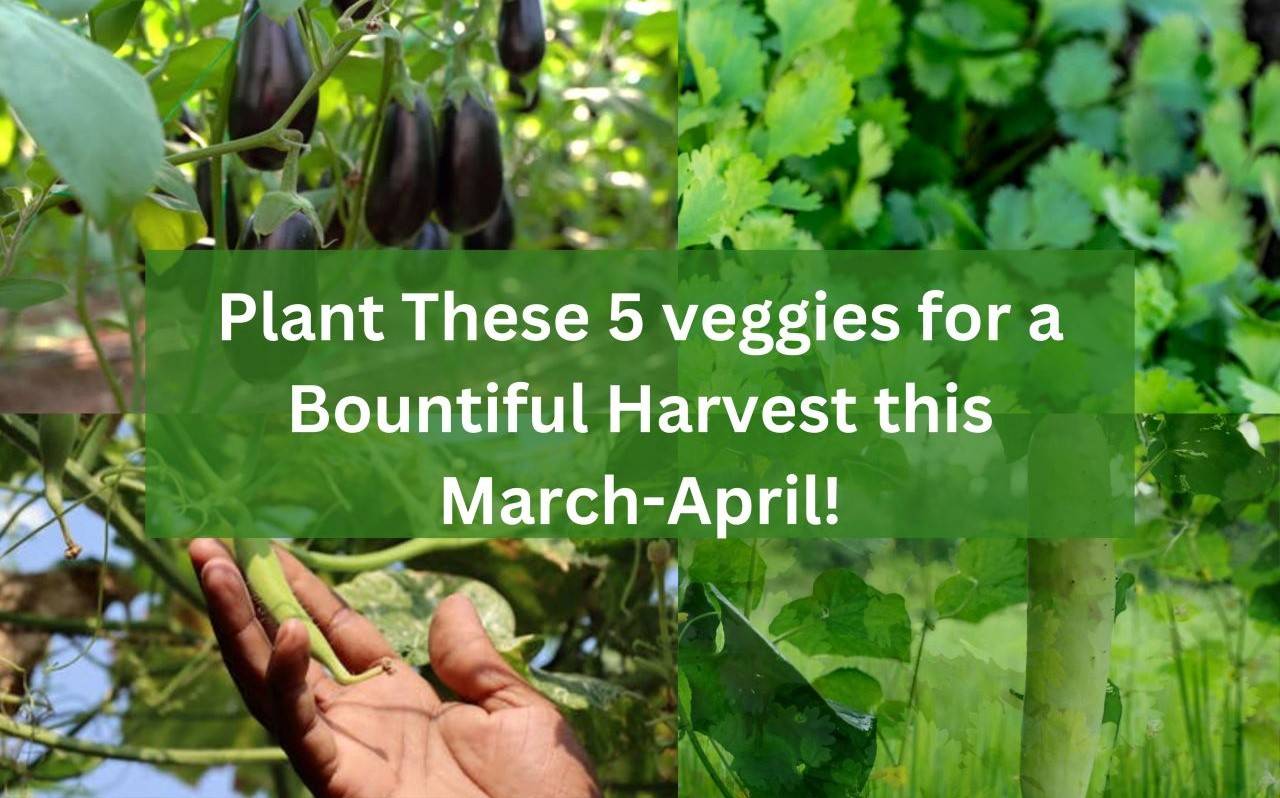 Grow More, Spend Less: Plant These 5 Veggies in March-April for a Bumper Crop!