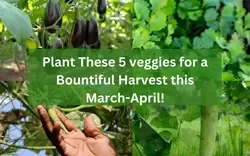 Grow More, Spend Less: Plant These 5 Veggies in March-April for a Bumper Crop!