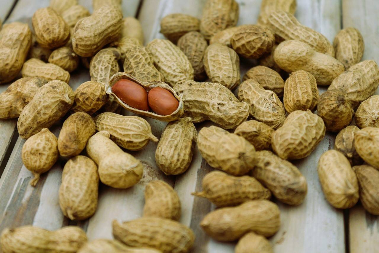 Peanuts' Natural Defense Mechanism Against Fungal Infection Brings Hope for Disease Resistance (Photo Source: Pexels)