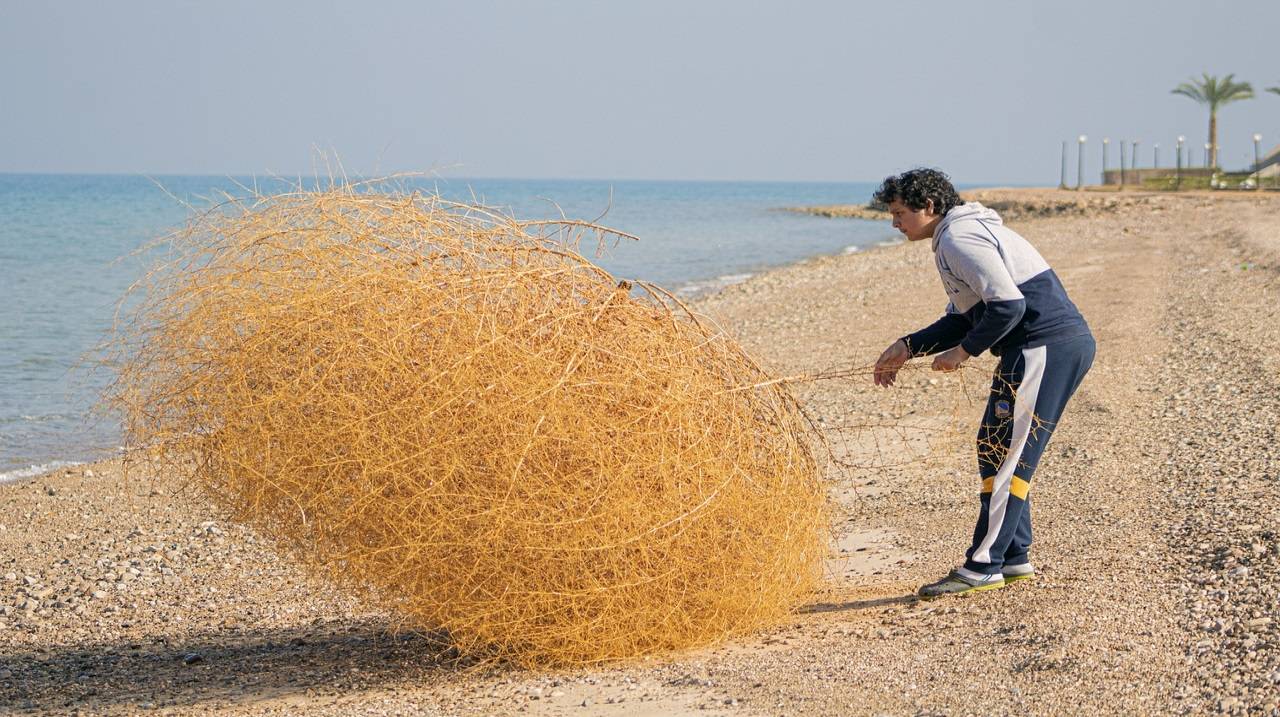 Belonging to the Amaranth family, Tumbleweed is an invasive species has become a relentless threat to ecosystems, agriculture, and public safety in North America. (Picture Courtesy: Pixabay)