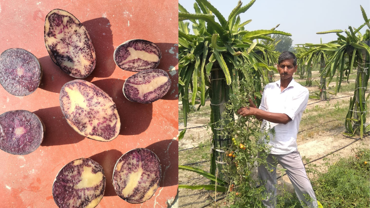 Black Potatoes May Be the Next Big Thing (Photo Source: Gaya Prasad Maurya)