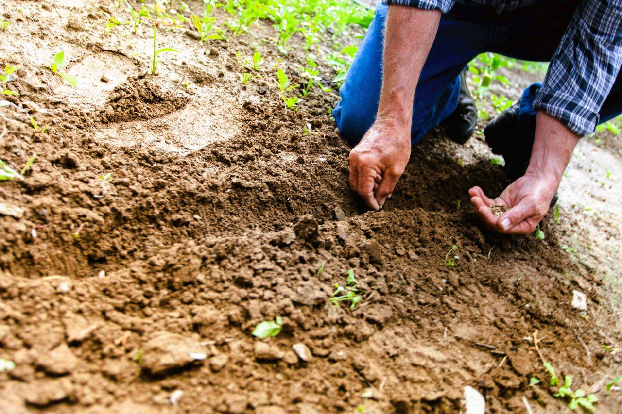 UNEP and GEF Team Up to Combat Agricultural Pollution Through FARM Program (Photo Source: Pexels)