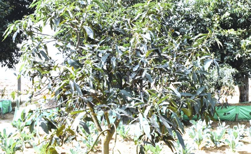 Mango Powdery Mildew: Understanding the Threat and Effective Management Tips