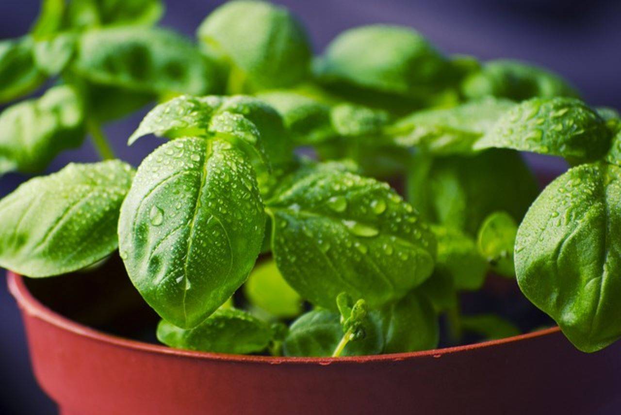 Basil Plant (Photo Source: Pexels)