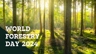 World Forestry Day 2024 Quiz